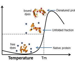 Thermofluor Graph