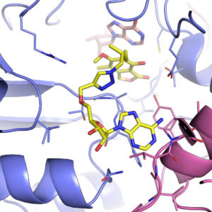X–ray Crystallography Turbuculosis Fluoroquinolones