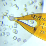 75 µm MicroMount harvesting a crystal from a drop