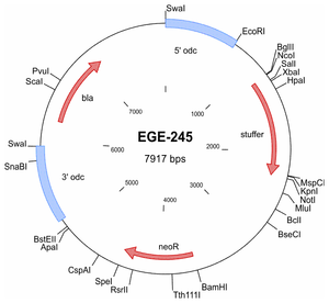 EGE-245 processed