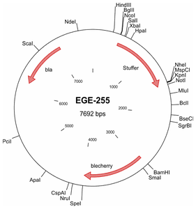 EGE-255 processed