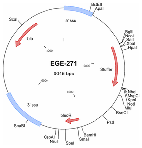 EGE-271 processed