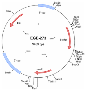 EGE-273 processed