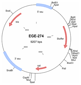 EGE-274 processed