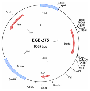 EGE-275 processed