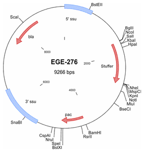 EGE-276 processed