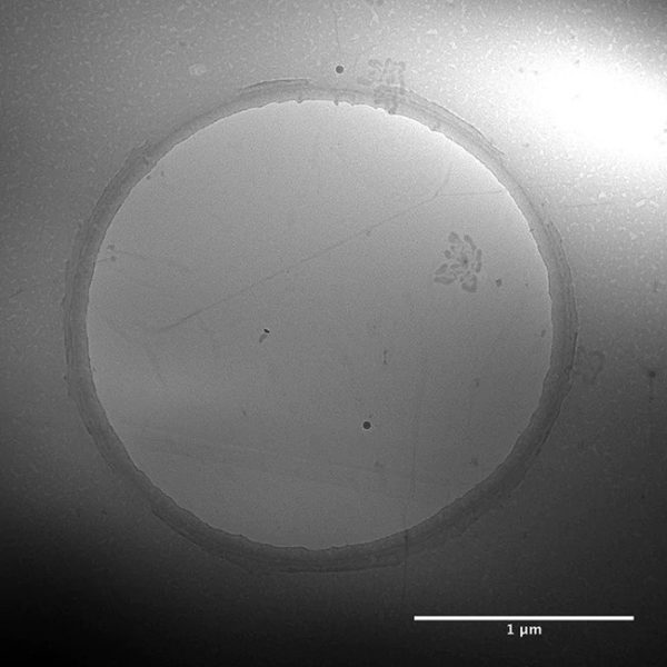 Suspended Graphene on TEM Grids 4