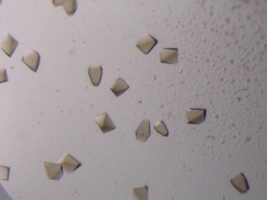 Crystals obtained with MORPHEUS Morpheus