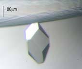 Lysozyme crystals obtained in 35% Sokalan HP 56