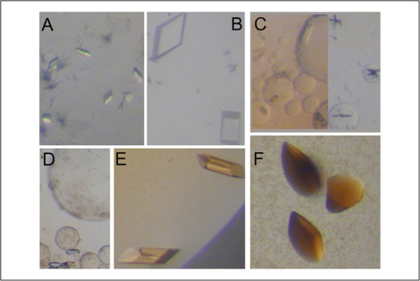 Photomicrographs of crystals of wild-type human transthyretin (TTR) grown in the presence of various ligands(1)