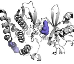 Haspin in complex with a range of halo-aromatic inhibitors including the complex with 5-iodotubercidin (PDBID: 6G34)2