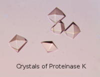 Model Proteins