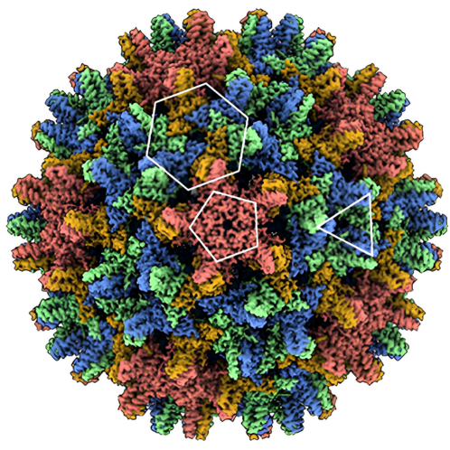Wang Lab Spotlight HBV Capsid
