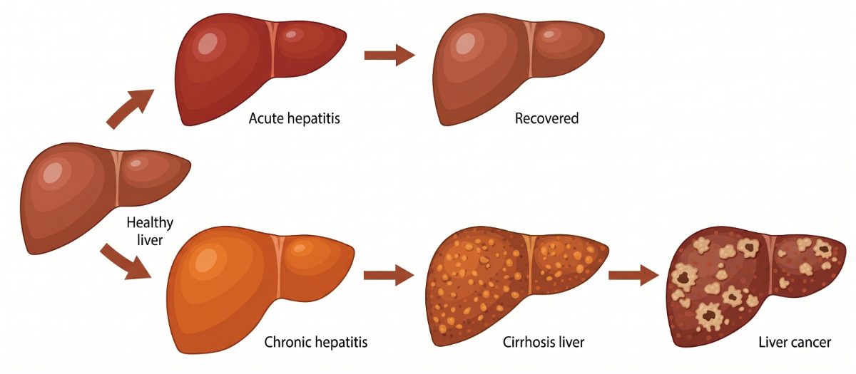 Wang Lab Spotlight HBV Mechanism